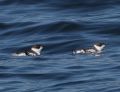 Marbled Murrelet